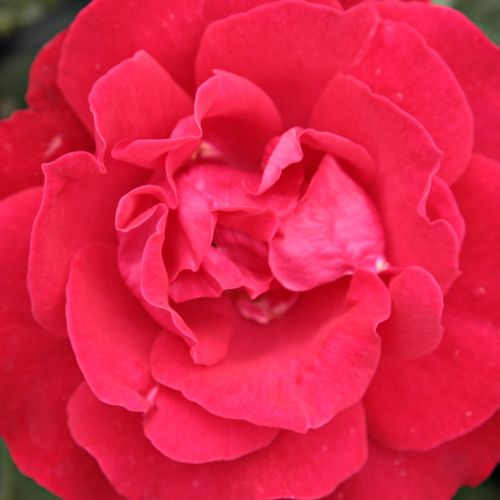 Online rózsa webáruház - virágágyi grandiflora - floribunda rózsa - vörös - Rosa Burning Love® - diszkrét illatú rózsa - Mathias Tantau, Jr. - Serleg alakú virágai tavasztól őszig kisebb csoportokban nyílnak.